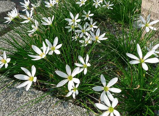 风雨兰怎么修剪，教你5个越剪风雨兰花越多的技巧