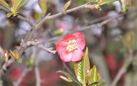 海棠花开花后怎么办，及时修剪注意浇水与施肥