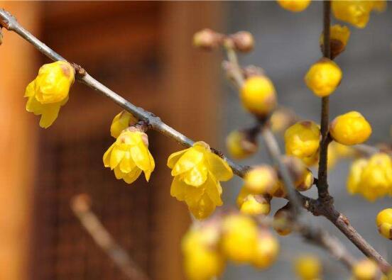 腊梅花种子能种吗(附图片)，腊梅花种子的种植方法