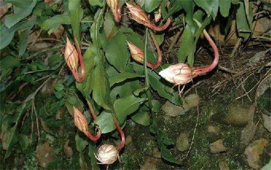 家里养昙花风水好吗，风水极好/昙花开花可带来好运