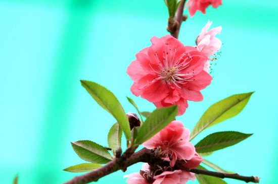 梅花与桃花的区别，梅花是先花后叶/桃花是花叶相间