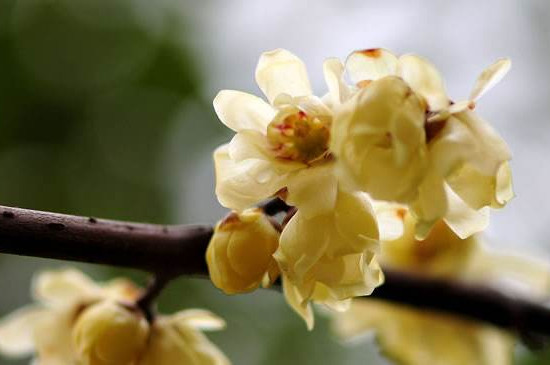 梅花与桃花的区别，梅花是先花后叶/桃花是花叶相间