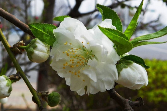 梅花与桃花的区别，梅花是先花后叶/桃花是花叶相间