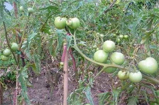 番茄种子的种植方法，掌握4个步骤种植出美味的番茄