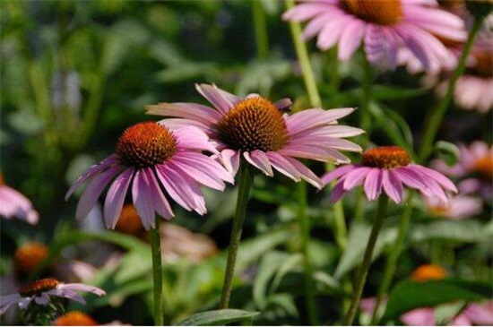 松果菊种子种植方法，3大步骤让松果菊种子快速发芽