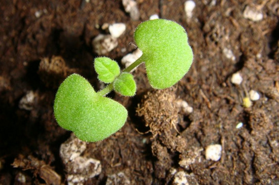 薄荷种子可以泡在水里生长吗，不能/但枝条能水培生长