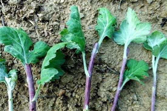 小菊花的养殖方法，4大步骤让小黄菊花满枝头