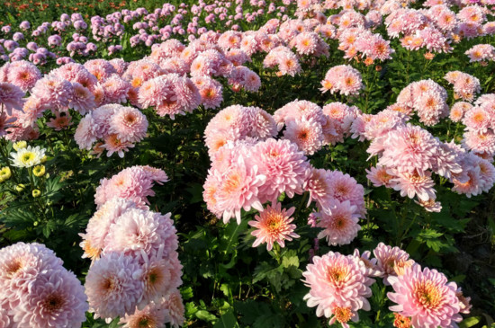 菊花的神话传说，有熊偷菊救母/菊花岛的诞生