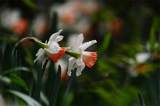 水仙花有哪些种类，盘点15种不同品种的水仙花