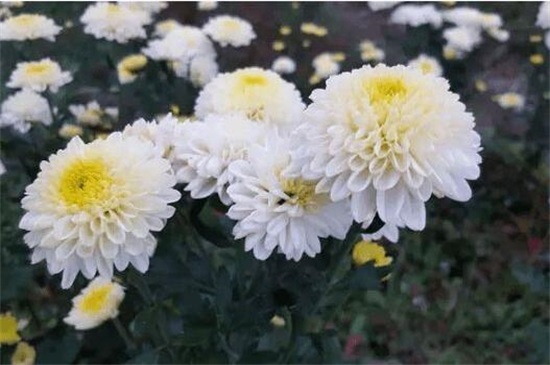 菊花有哪些品种，从花期/用颜色以及花茎长短细分菊花