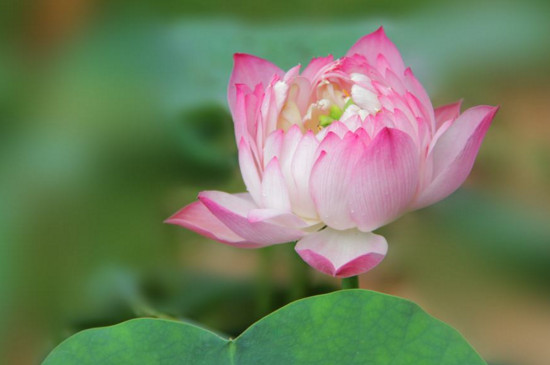 观赏荷花最佳种植时间，3～5月份种植6～9月份开花