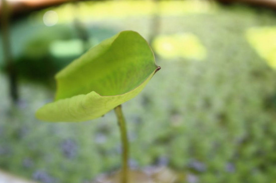 观赏荷花最佳种植时间，3～5月份种植6～9月份开花