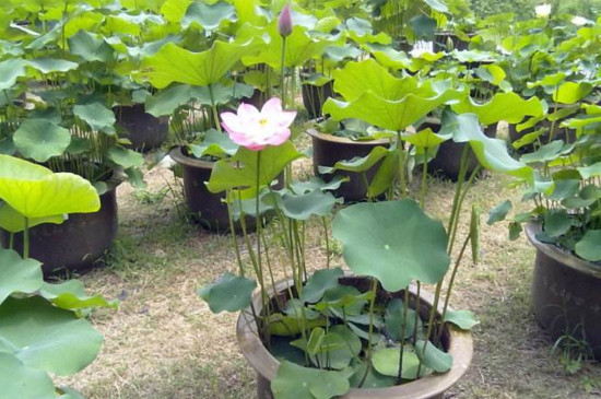 观赏荷花最佳种植时间，3～5月份种植6～9月份开花