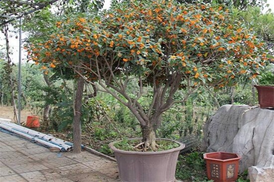 桂花叶子发白什么原因，详解三种原因及解决方法