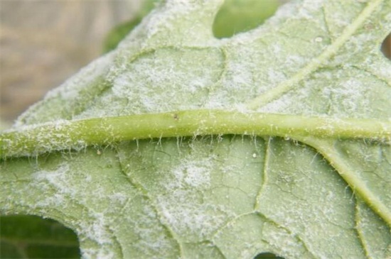 菊花家庭养殖方法如下，5种方法教你养好菊花