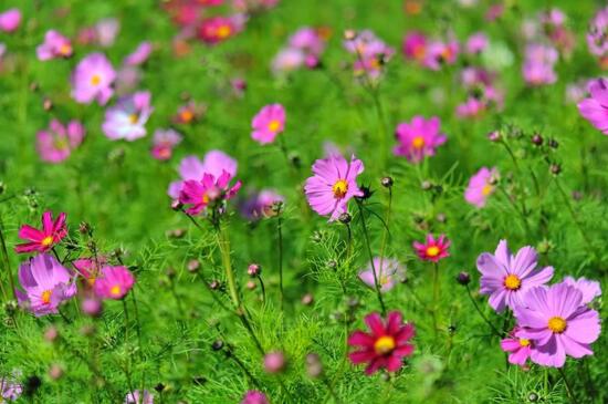 格桑花可以室内种植吗，室内环境不适合养殖格桑花