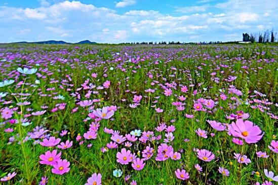 格桑花可以室内种植吗，室内环境不适合养殖格桑花