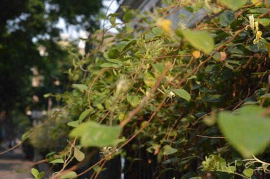 金银花桩枝叶枯死怎办，4个步骤解决问题