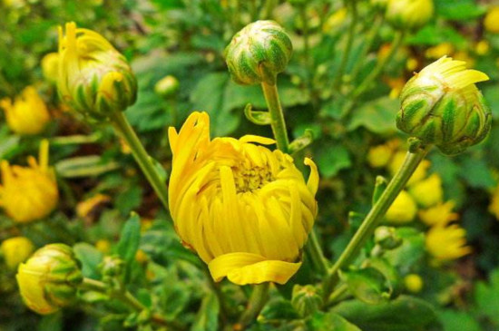 菊花怎么修剪