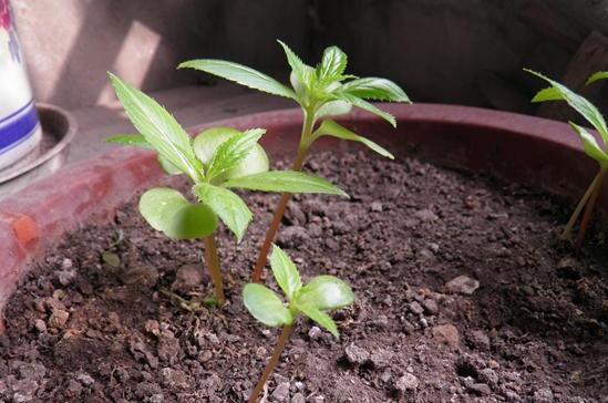 凤仙花种子种植过程，采种/备土/播种/管理缺一不可