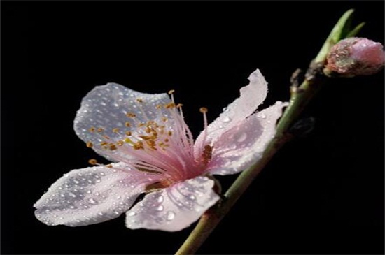 桃花是什么季节开的，春季时节3～4月开