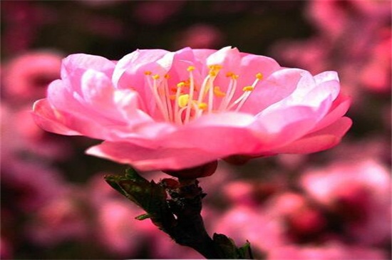 桃花是什么季节开的，春季时节3～4月开