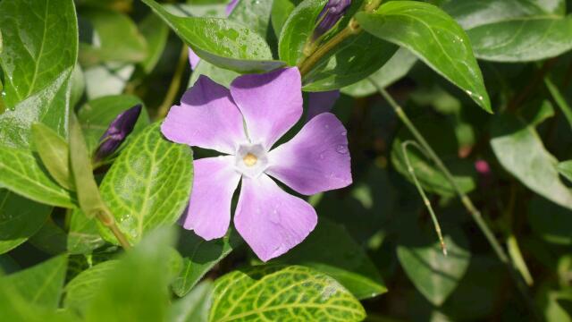 长春花夏天怎么养