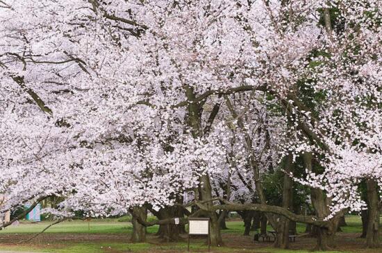 日本的国花是樱花吗，菊花、樱花“二雄”争霸