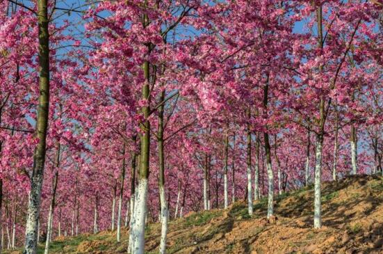 日本的国花是樱花吗，菊花、樱花“二雄”争霸