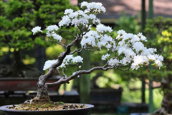 日本的国花是樱花吗，菊花、樱花“二雄”争霸