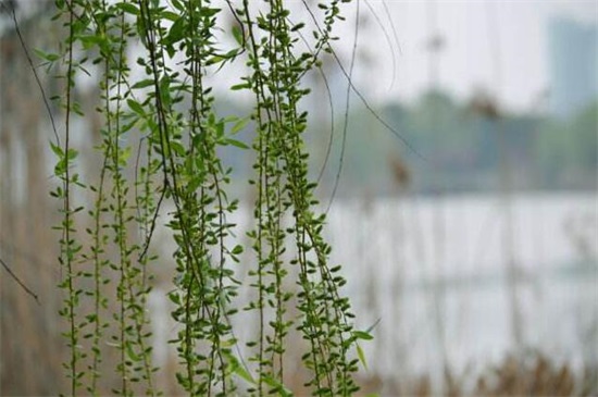 万条垂下绿丝绦是什么季节，春季的时候柳树长出垂柳枝