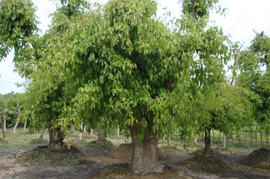 什么树长得快又遮阴，盘点10种夏日遮阴良好的植物