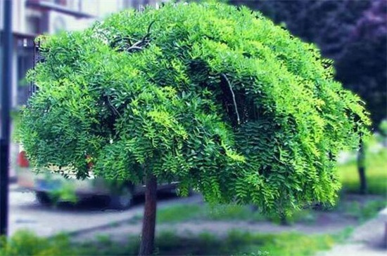 什么树长得快又遮阴，盘点10种夏日遮阴良好的植物