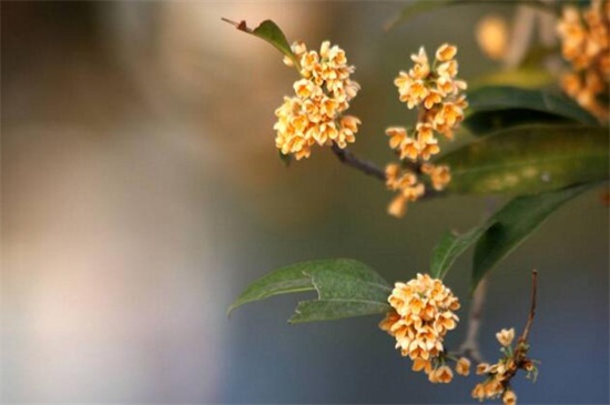 丹桂飘香是什么季节，秋季/九月至十月开花