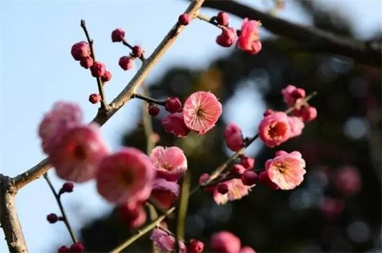 红梅花树种植技术，四个要点教你种好红梅