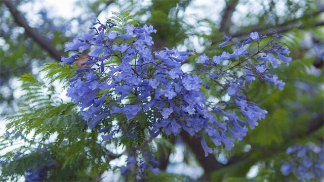 蓝花楹的花语