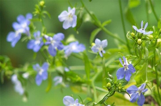 什么花适合9到10月播种，这10种花来年花开爆盆