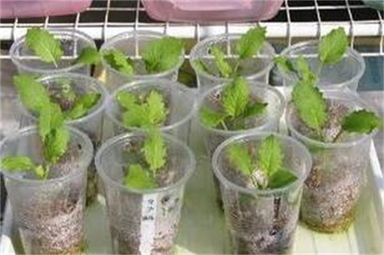 小阳台用矿泉水瓶种菜，5个步骤种植蔬菜