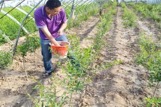 石榴怎么种植