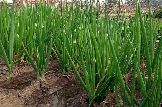 小葱种植方法和时间