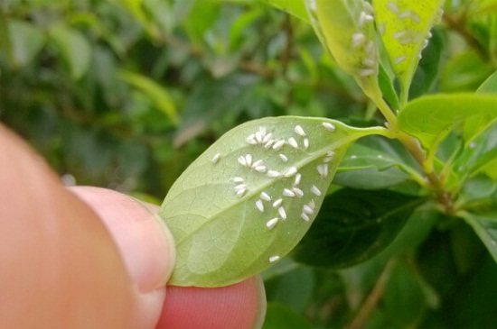 白粉虱怎么治，6个方法巧治白粉虱