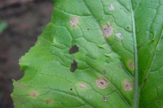 菜青虫用什么药，11种药物可高效防治