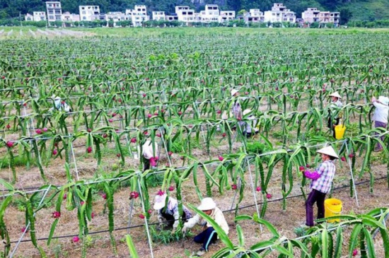 怎么种植火龙果，6个要点火龙果果硕汁甜