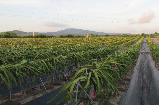 怎么种植火龙果，6个要点火龙果果硕汁甜