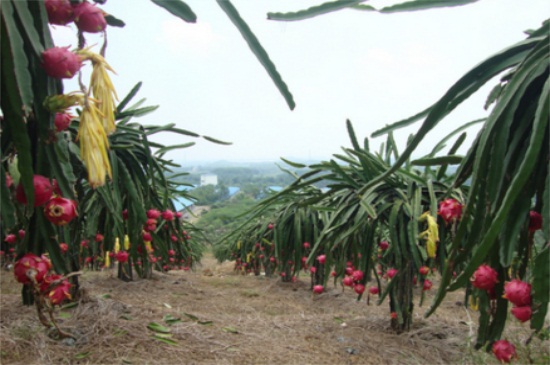 怎么种植火龙果，6个要点火龙果果硕汁甜