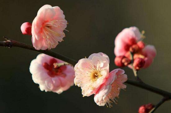 梅花的花语是什么