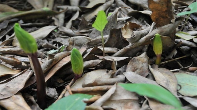  重楼怎样种植