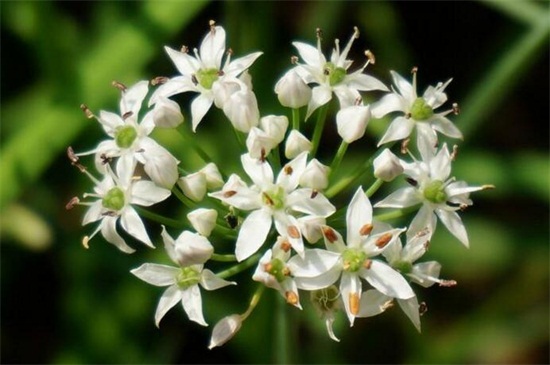 如何腌制韭菜花，详解三种方法