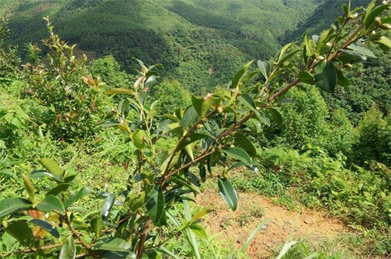 油茶树苗多少钱一棵，价格在2元～30元之间