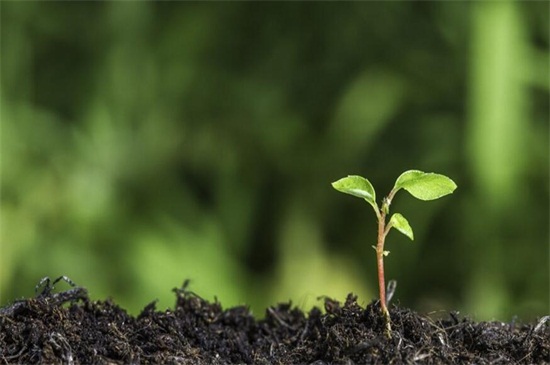 铁皮石斛种植技术，6个步骤种好铁皮石斛